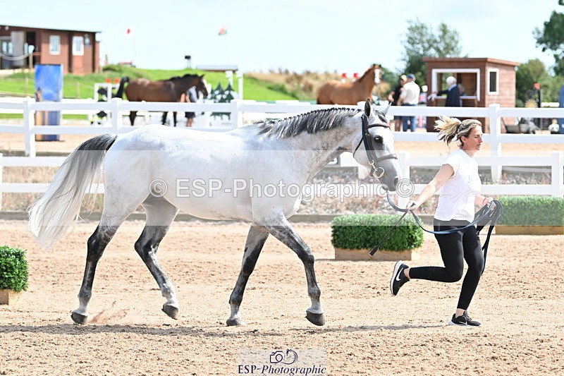 240717A-153122-02865 - Trot Up 3pm to 4pm
