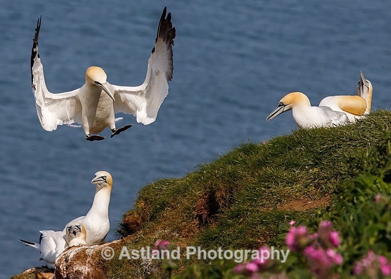 Astland Photography, Bird and Wildlife Images, Susan and Peter Wilson, U.K.