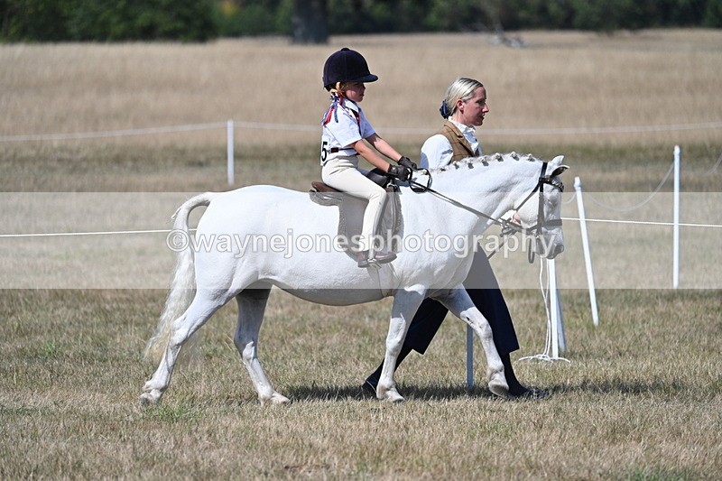WJ7_1200 - Class 41 Prettiest Mare