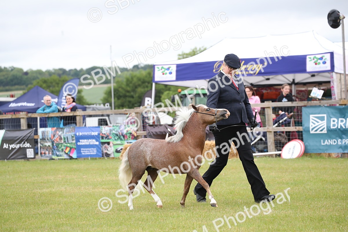 SBM_03747 - Class 23-25 - British Miniature Horse of the Year