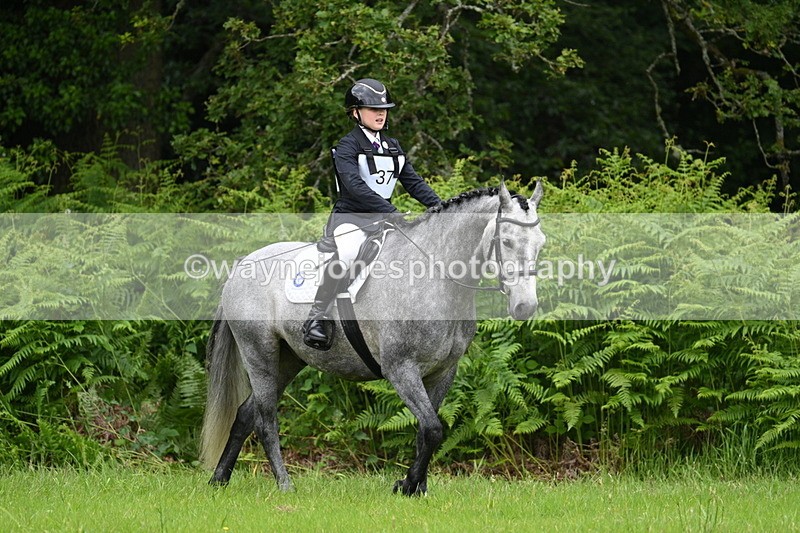 WJ7_3813 - Class 14A Handsome Gelding