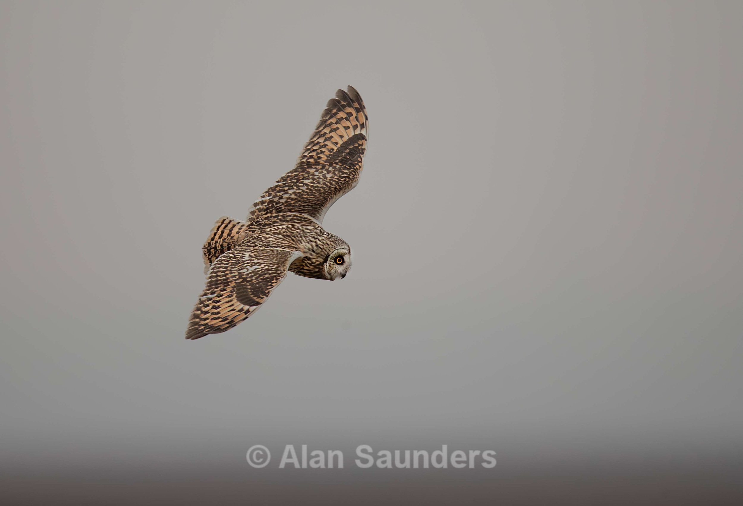 Short Eared Owl