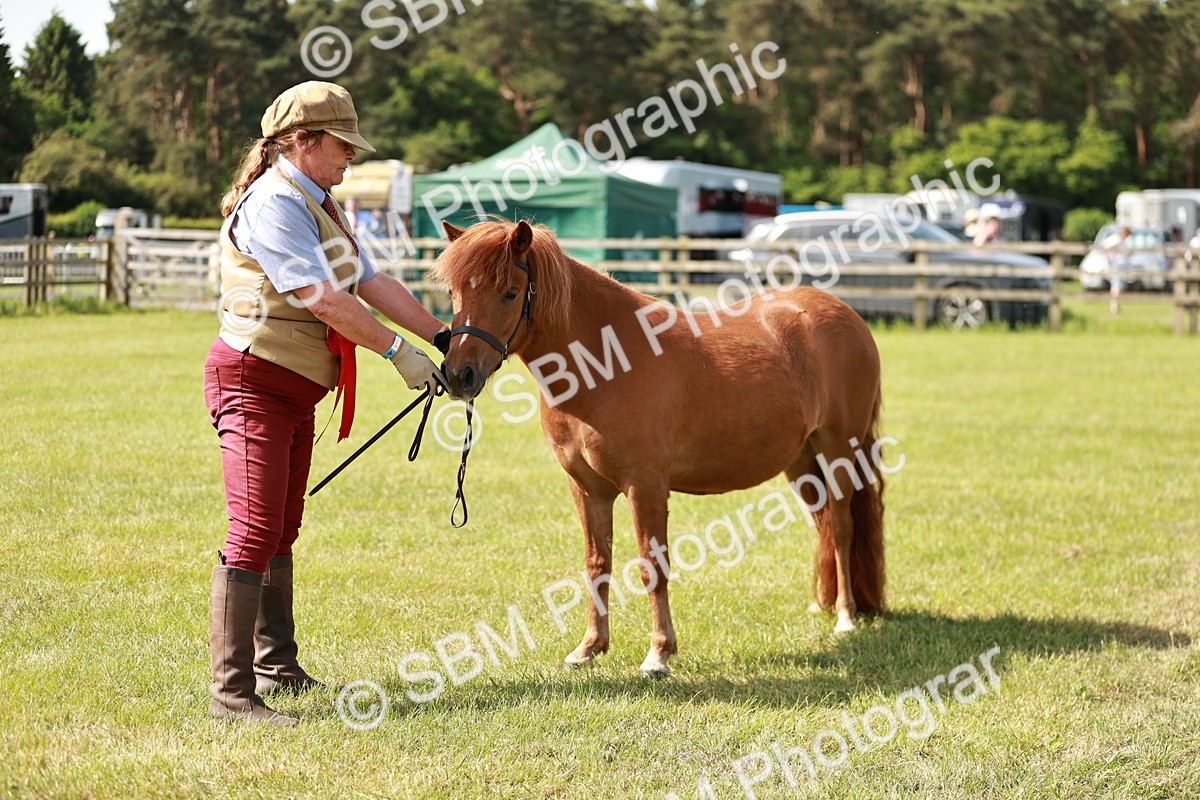 SBM_01784 - Class 14-23 - Mountain & Moorland In Hand Non Welsh