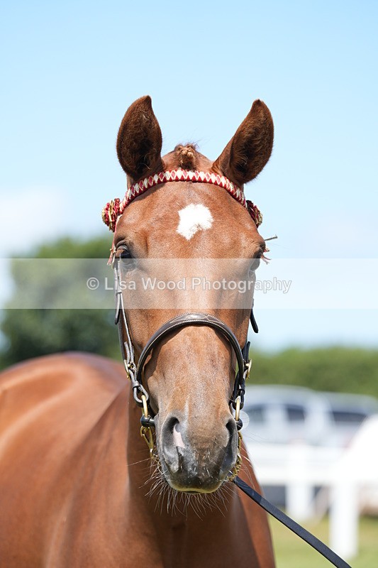 DSC06265 - Class 54: Hunter/Riding Horse/Hack 1 & 2 yr olds