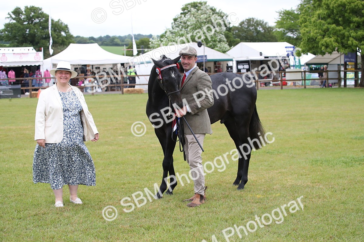 SBM_00230 - Class 17-20 - Arab & Part Bred - Anglo Arab In Hand