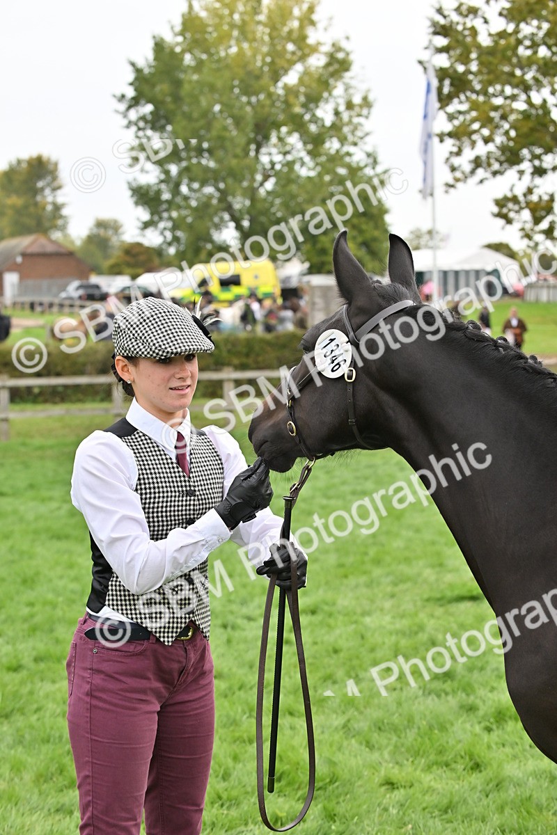 SBM_57570 - S46 - Part Bred Arab & Native Pony In Hand