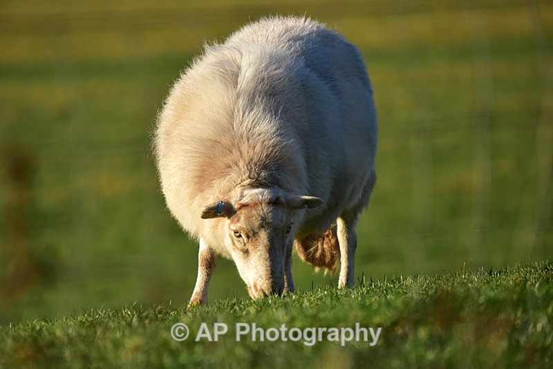 ACP_9165-2 - Sheep
