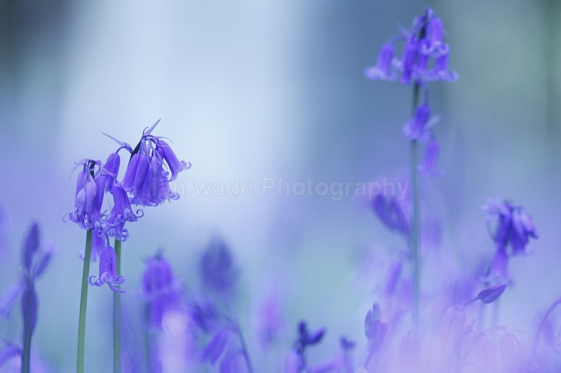  - Woodland scenes & flowers