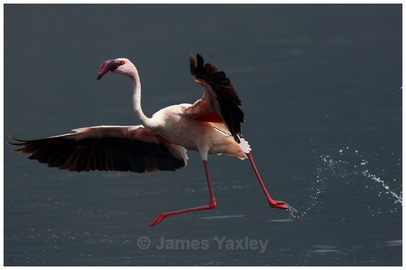 Flamingo Ballet - Kenyan Safari 2013