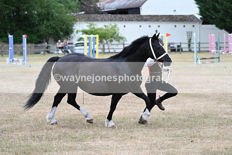 WJ7_8431 - Class 4 Prettiest Mare up to 14.2hh
