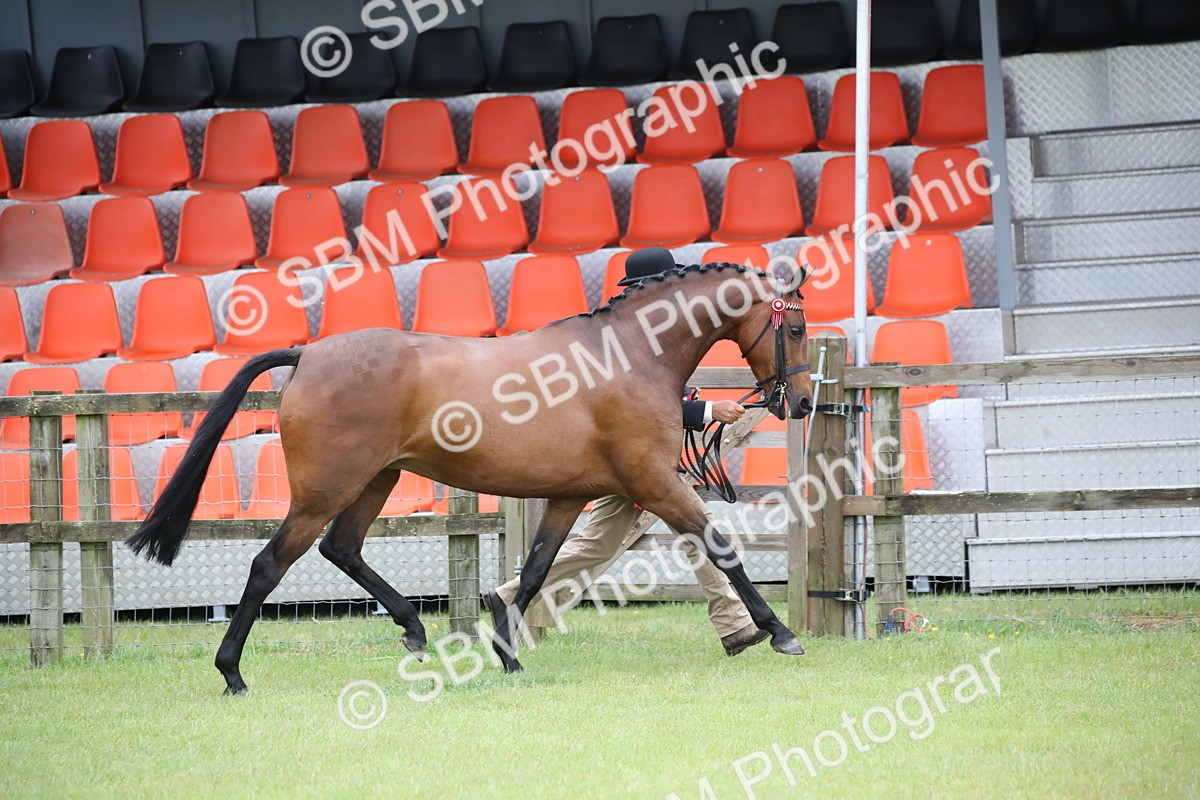SBM_00238 - Class 17-20 - Arab & Part Bred - Anglo Arab In Hand