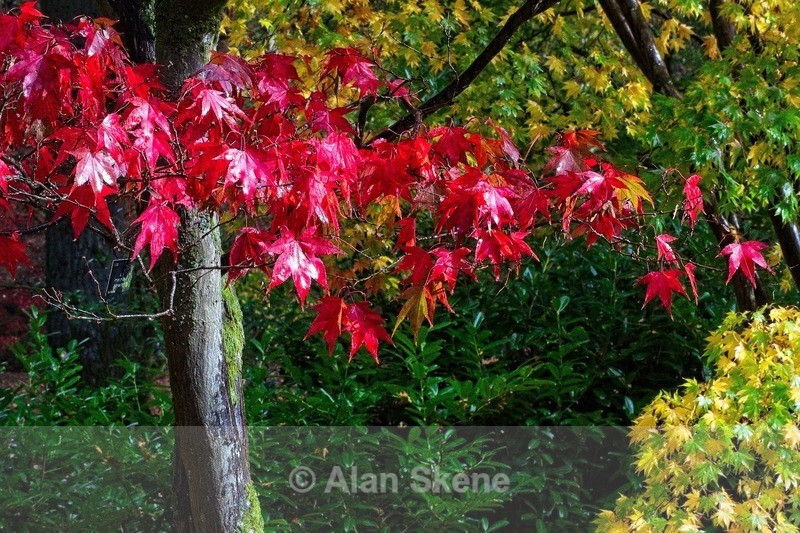 DSC05946 - Flora