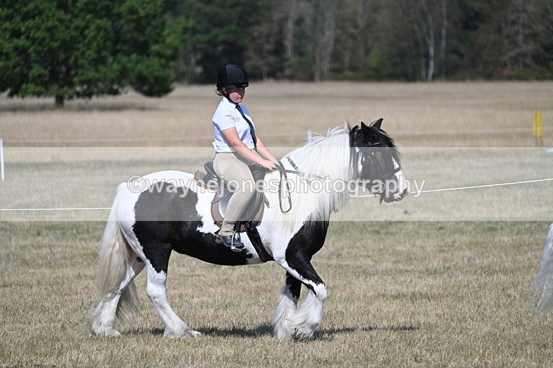 WJ7_1181 - Class 41 Prettiest Mare