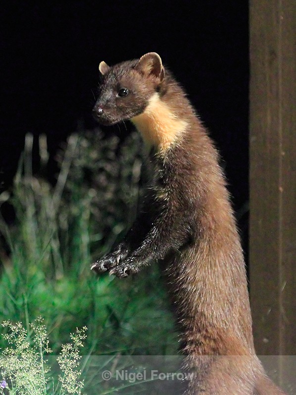 Pine Marten at night from the Speyside Wildlife hide - Pine Marten