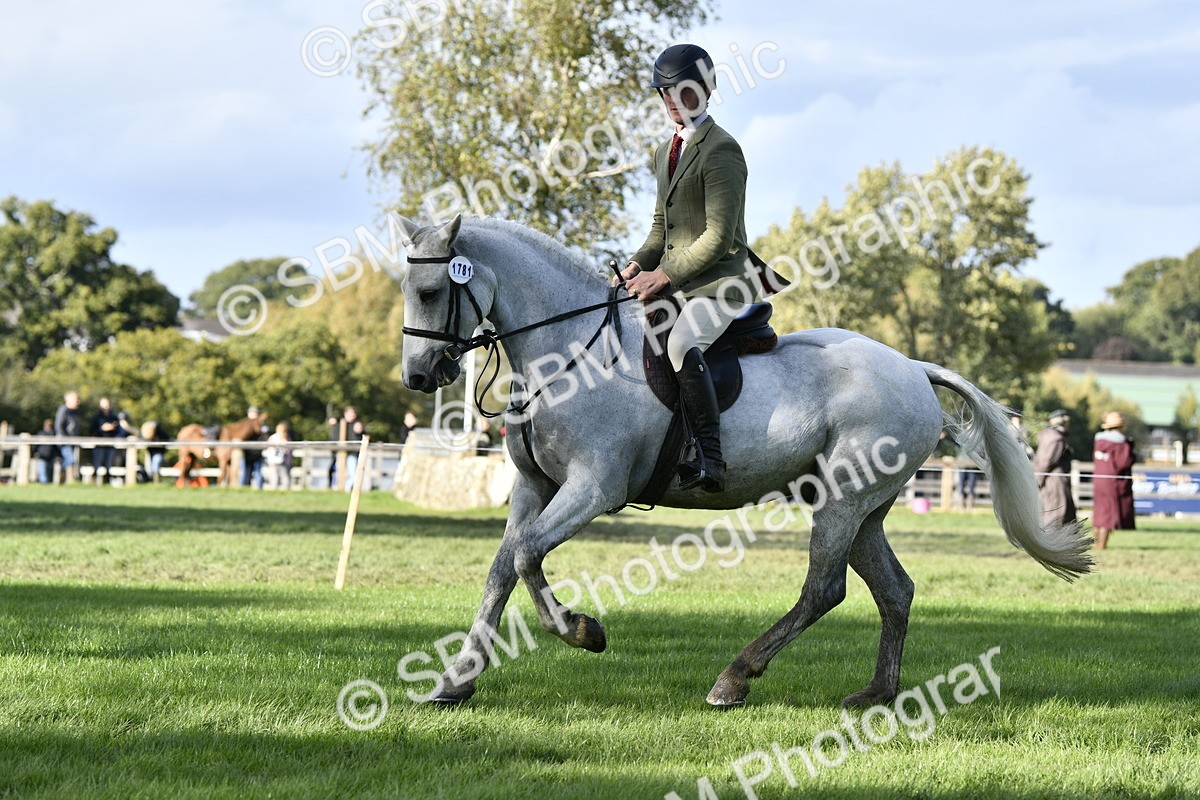 SBM_52217 - S35 - Working Hunter & Working Show Horse