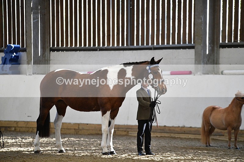 WJ5_3938 - Class 5 In Hand Veterans