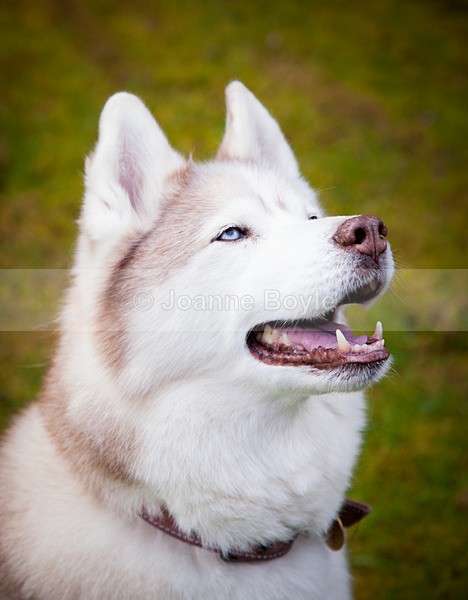 IMG_9412 - Dog Portrait Photography