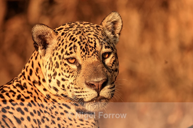 Female Jaguar portrait, Corixo Negro, Mato Grosso, Brazil - Jaguar