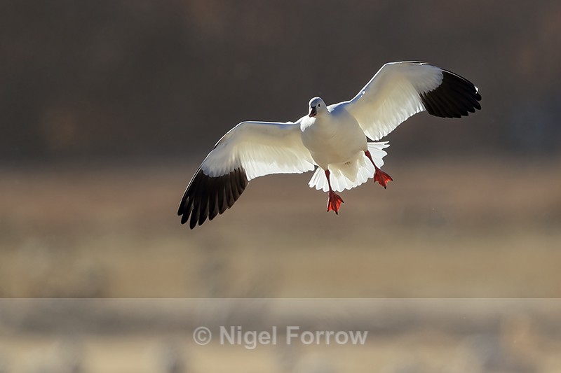 Ross's Goose backlit landing approach, Bosque del Apache, New Mexico - Ross's Goose