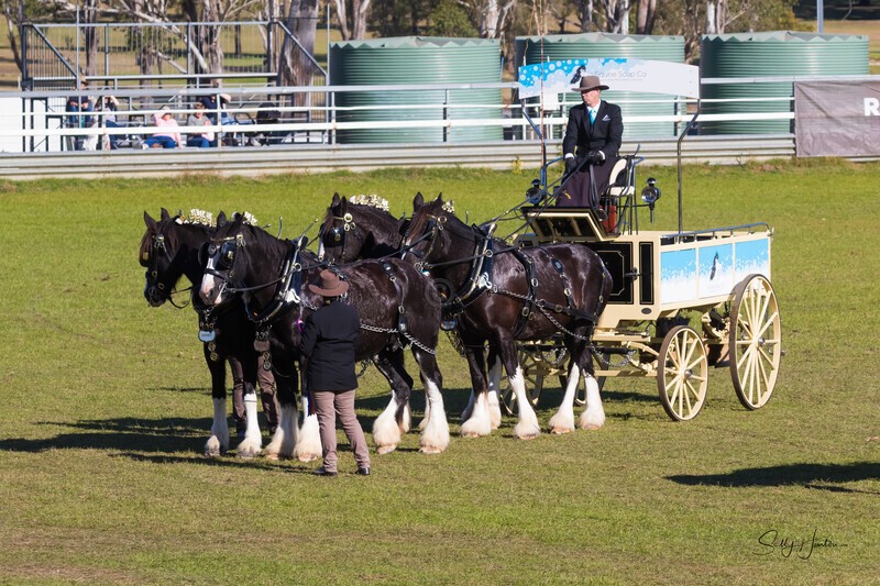 Four Horses and Cart 4. 0A3A9417 - 2025 Senic Rim Clydesdale Spectacular