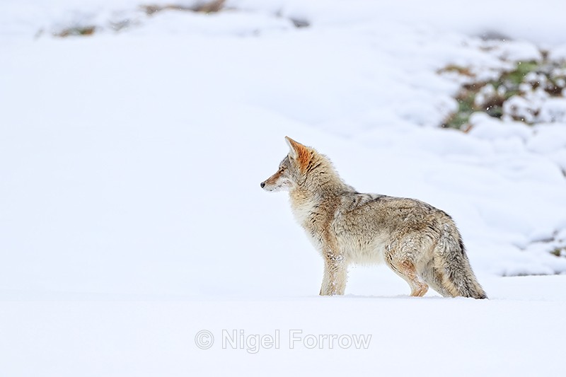 Coyote standing still, Hayden Valley, Yellowstone National Park - Coyote
