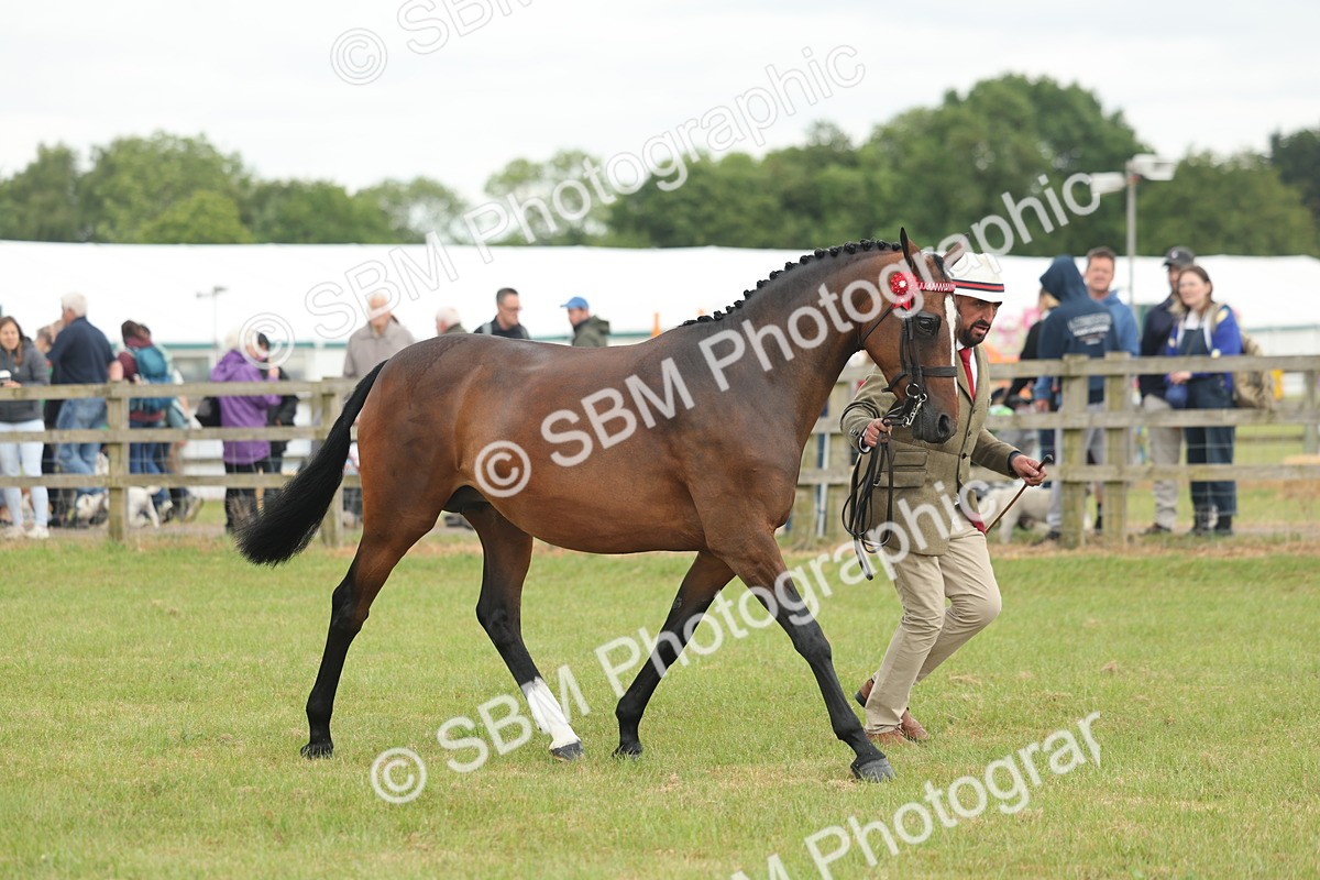 SBM_05523 - Class 68-73 - Riding Pony Breeding