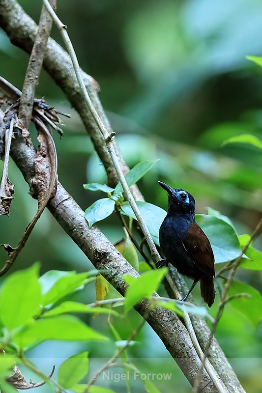 Chestnut-backed Antbird, Osa Peninsula, Costa Rica - Chestnut-backed Antbird