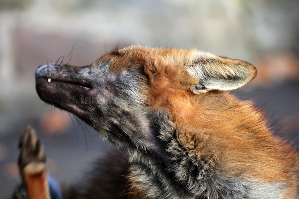  - Urban Foxes, Bristol, Great Britain