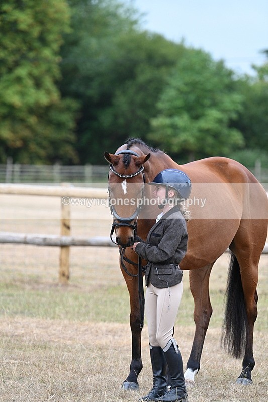 WJ7_9920 - Class 5a Most Handsome Gelding (above 14.2hh)