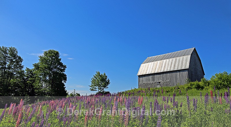 Old Barn & Lupines - Old Barns & Buildings
