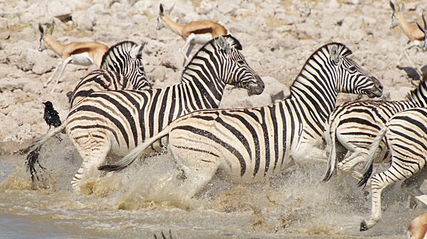  - African Journey