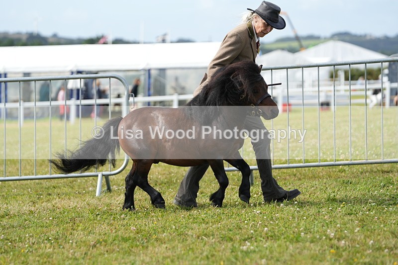 DSC05288 - Class 49: NPS Shetland 4 years and over