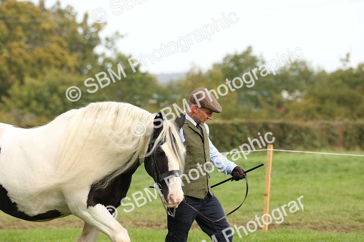 SBM_57481 - S56 - Show Cob in Hand