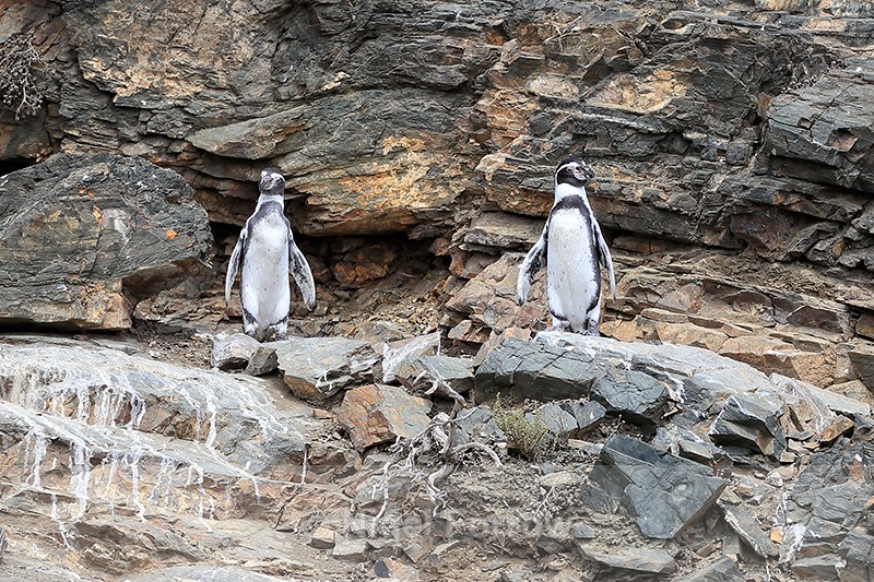 Humboldt Penguins on ledge, Chile - Humboldt Penguin