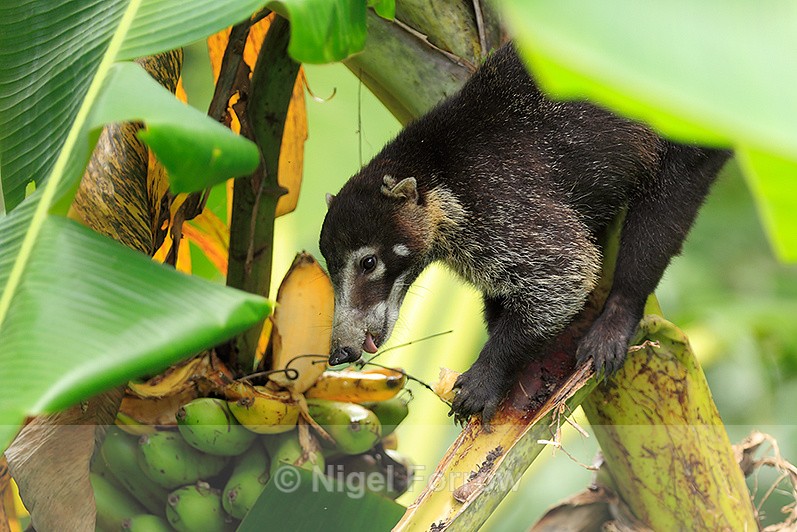 White-nosed Coati eating a banana at Bosque del Cabo - Coati