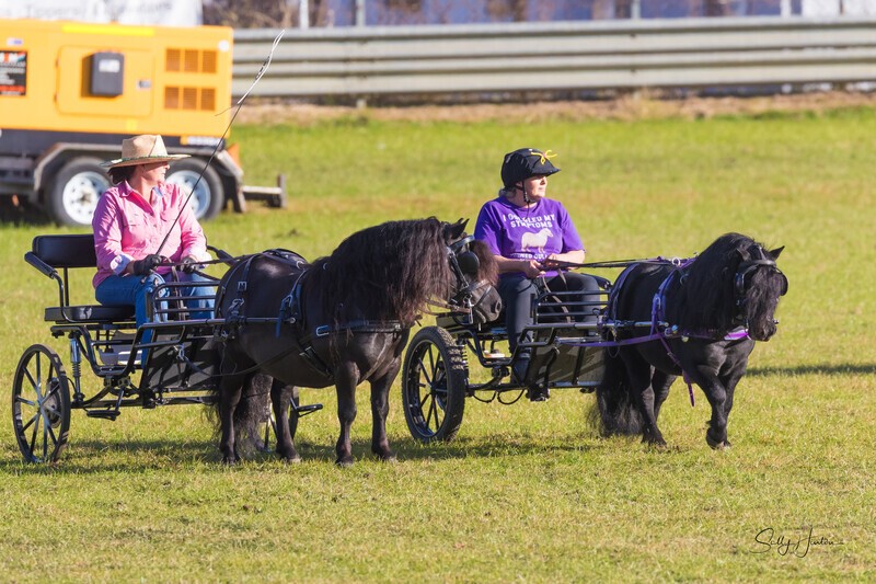 Harness Driving Challenge 2. 0A3A9569 - 2025 Senic Rim Clydesdale Spectacular