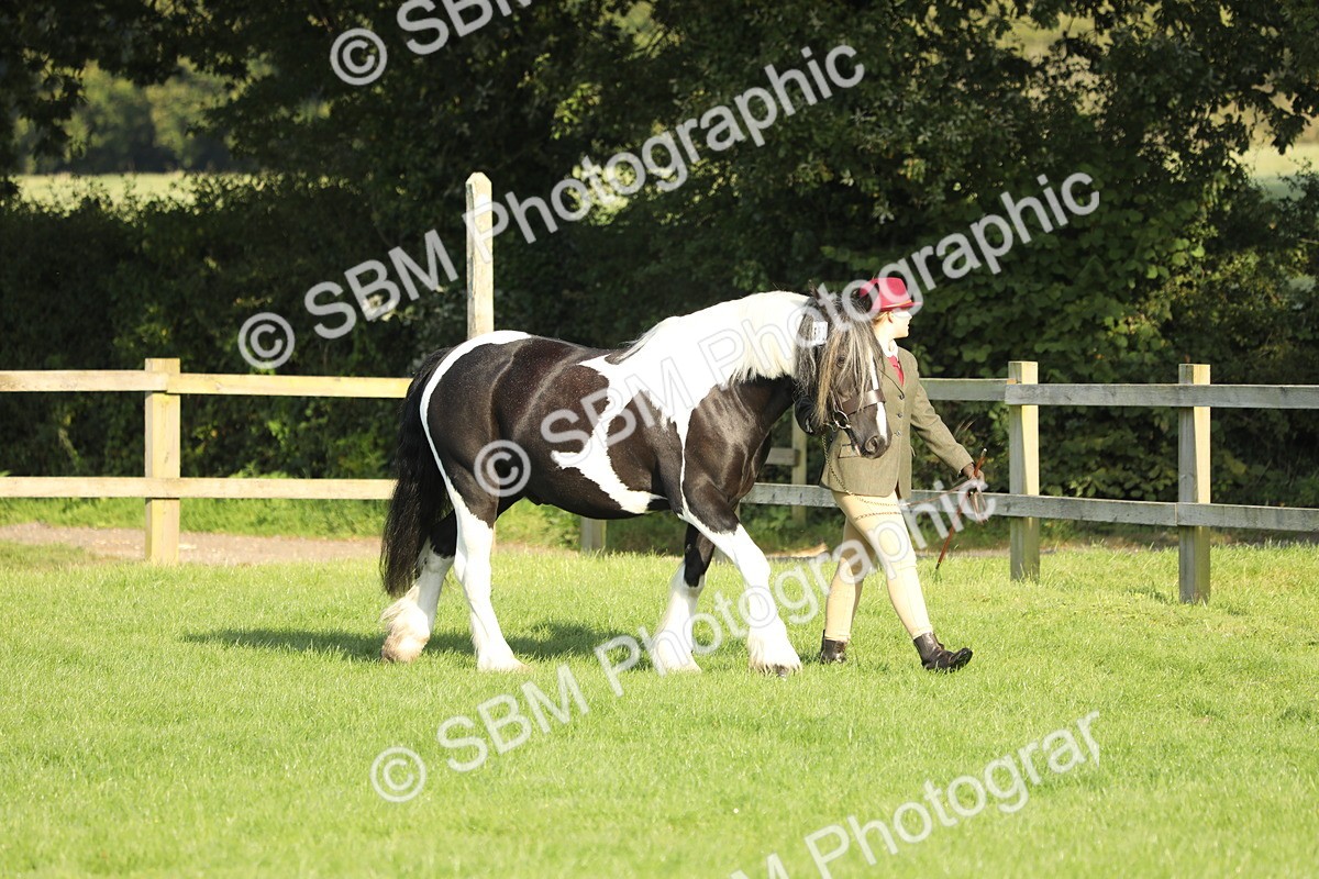 SBM_60789 - S43 - Coloured Pony In Hand