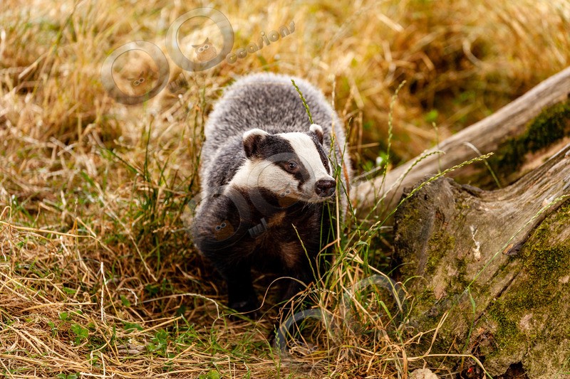 badger Meles meles-6106 - UK Wildlife