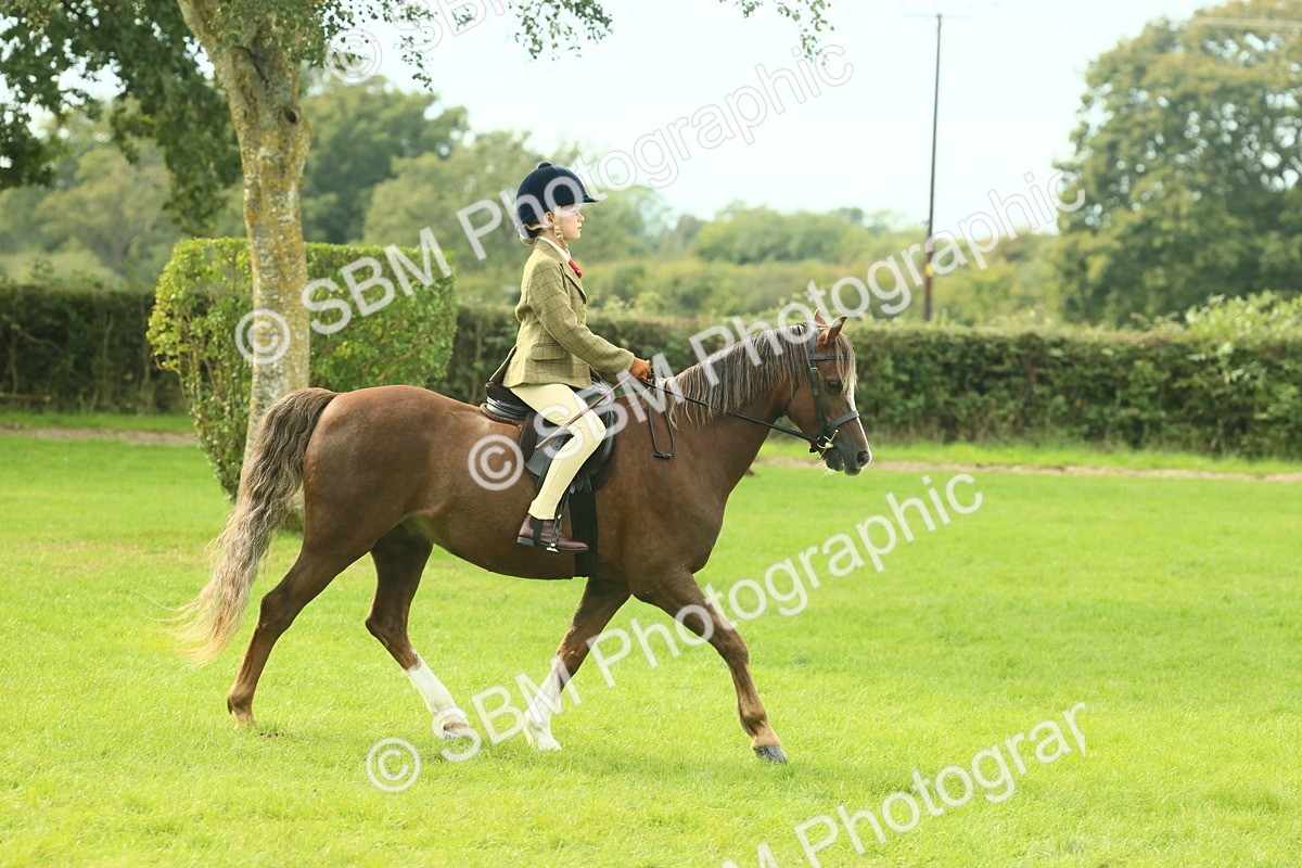 SBM_69784 - S59 - Mountain & Moorland Ridden Small Breeds