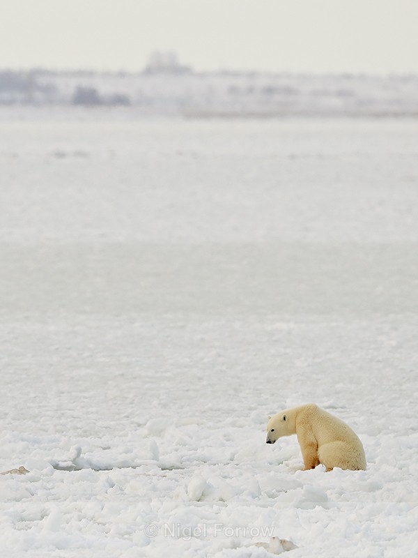 Polar Bear waiting at ice hole for seal to appear, Churchill, Canada - Polar Bear