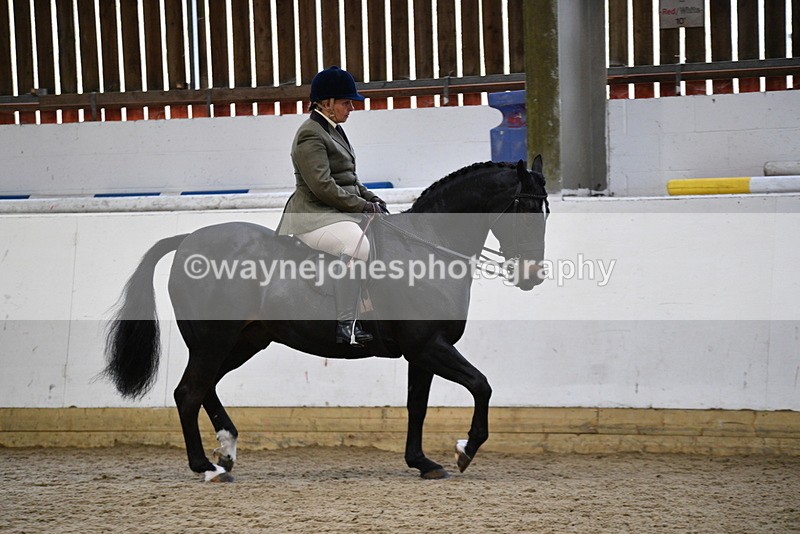 WJ5_7799 - Class 13 Ridden Part Breed