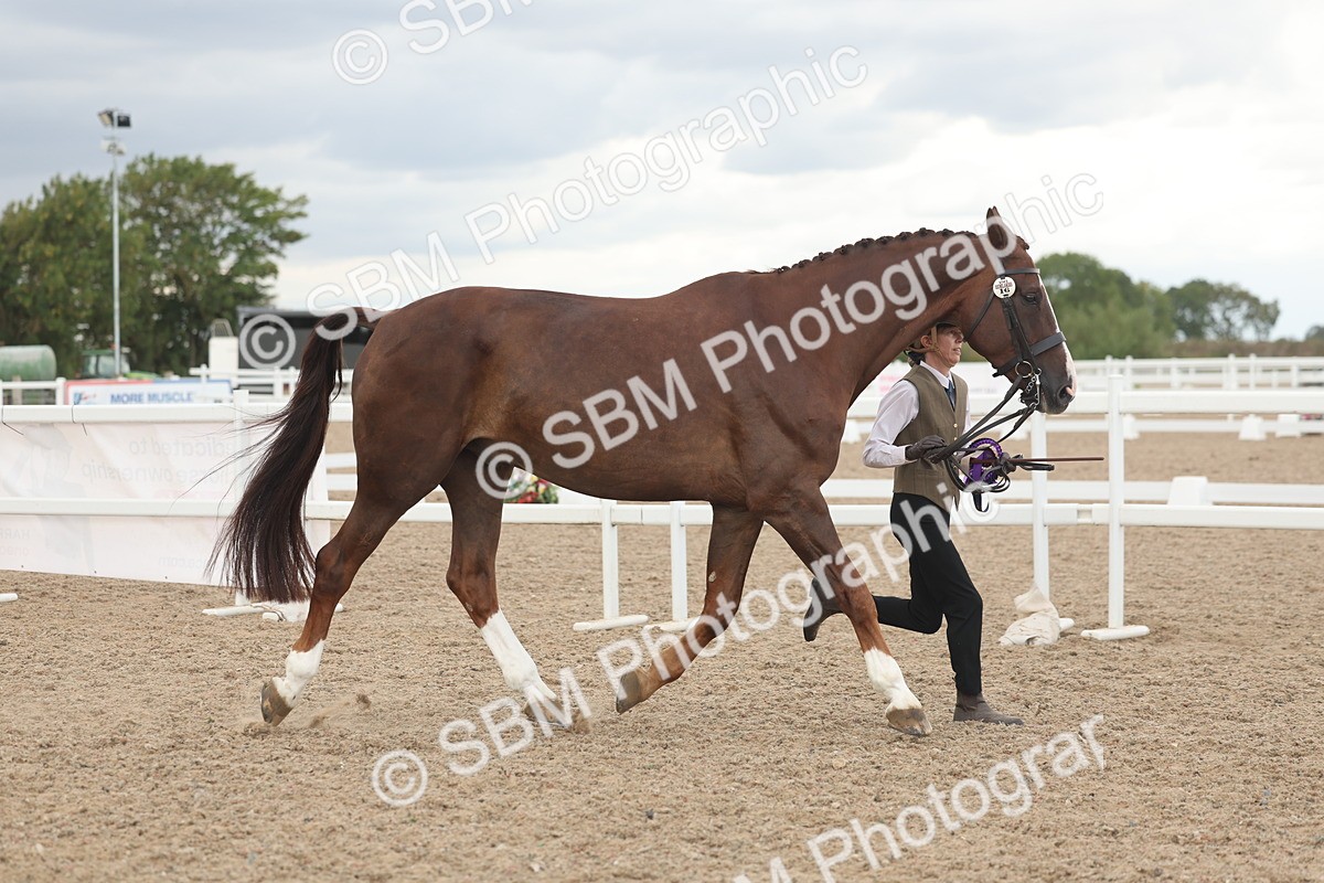 SBM_06946 - Class 25 - IH Foreign Breeds - Purebred