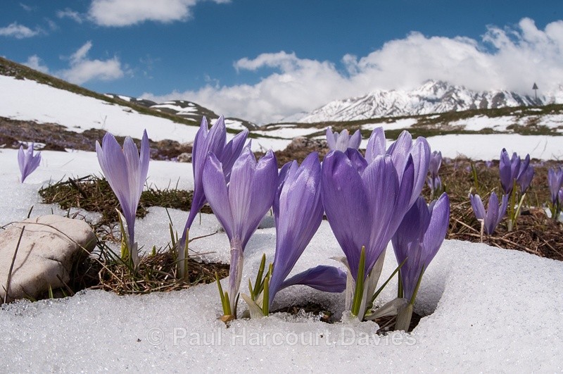  - Plants: wide-angle