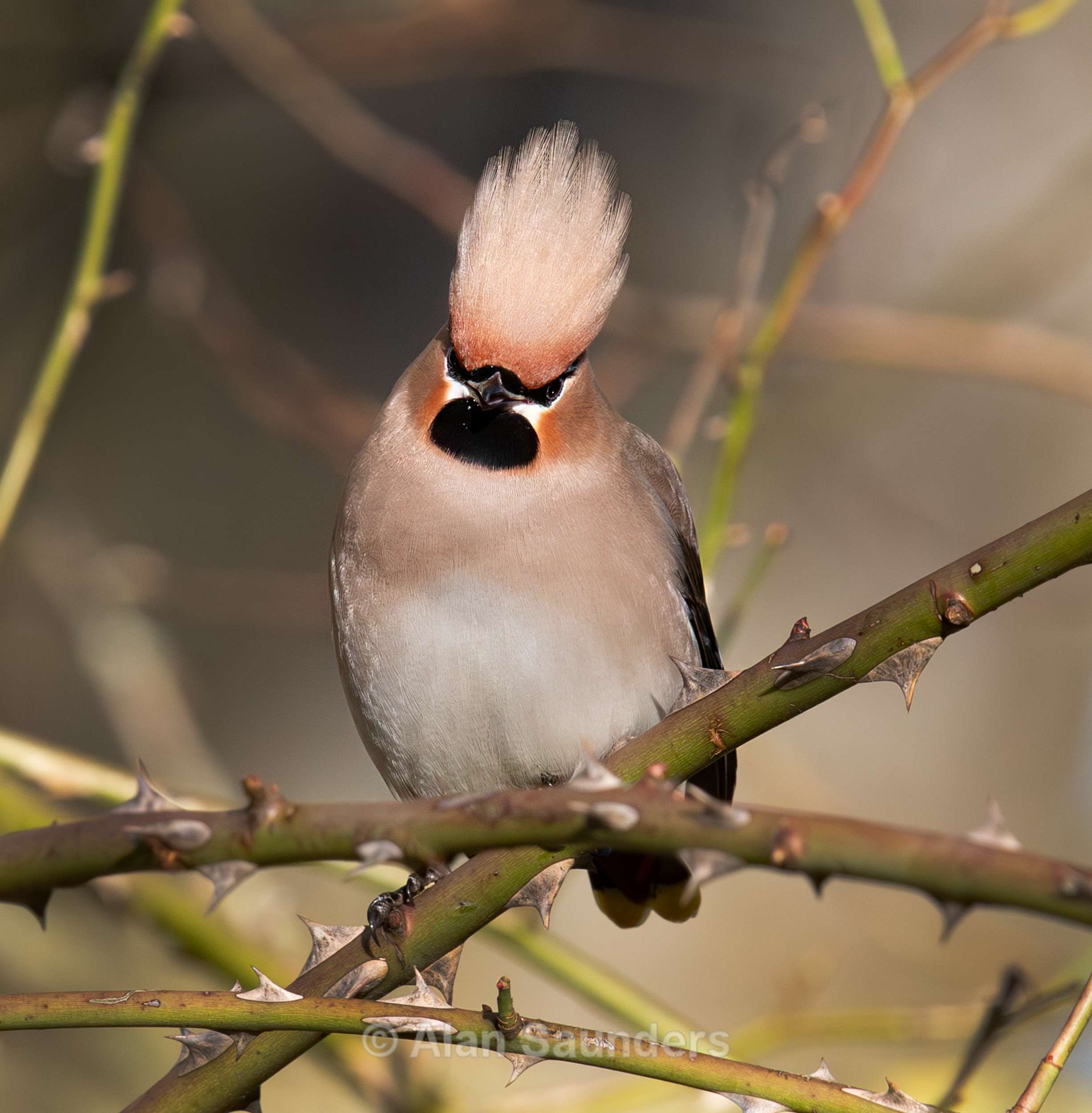 Waxwing 7