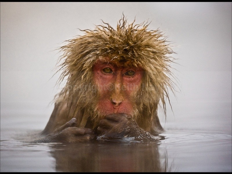 Japanese Macaque Bad Hair Day - 2010
