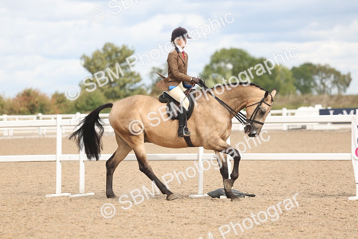 SBM_14750 - Class 308 - Ridden Coloured Horse