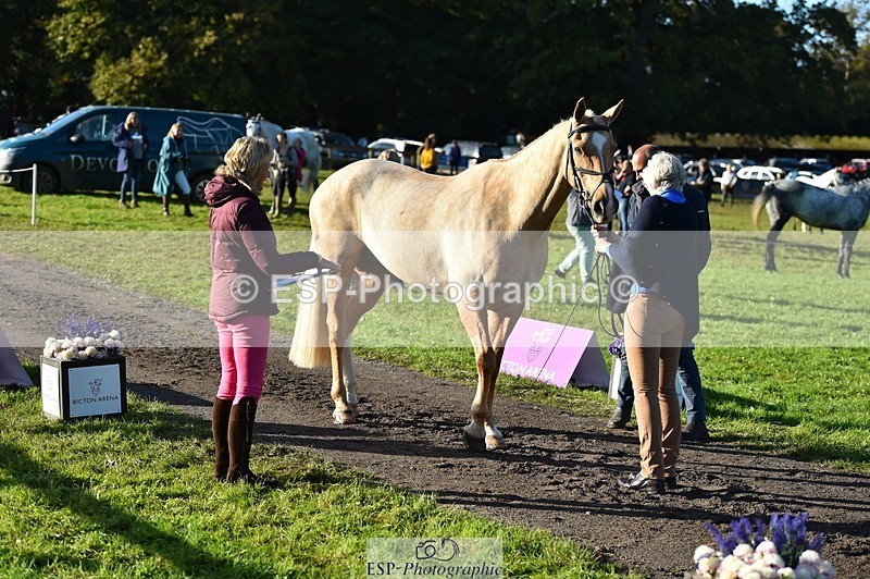 231022-100148-22191 - 612-CORRIEVIEW.MERLIN.MAGIC-Jane.Rogers-TrotUp+SJ