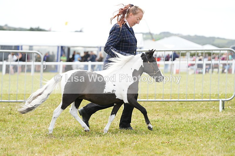 DSC06496 - Class 56: Miniature Horse 1, 2 & 3yr olds