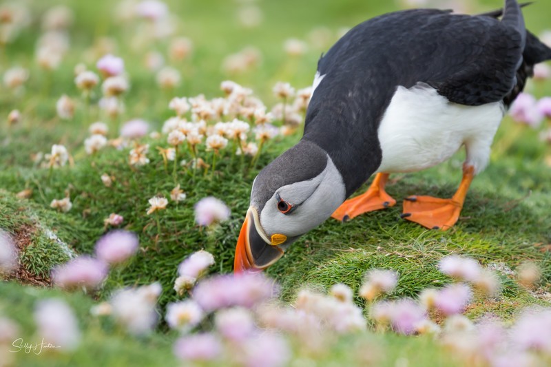 Cute Puffin 20