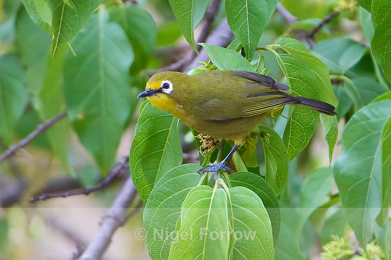 Yellow White-eye perched in a tree - Yellow White-eye
